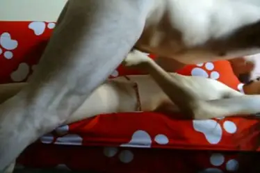 Bispak Jakarta Live Hotel Bintang Lima